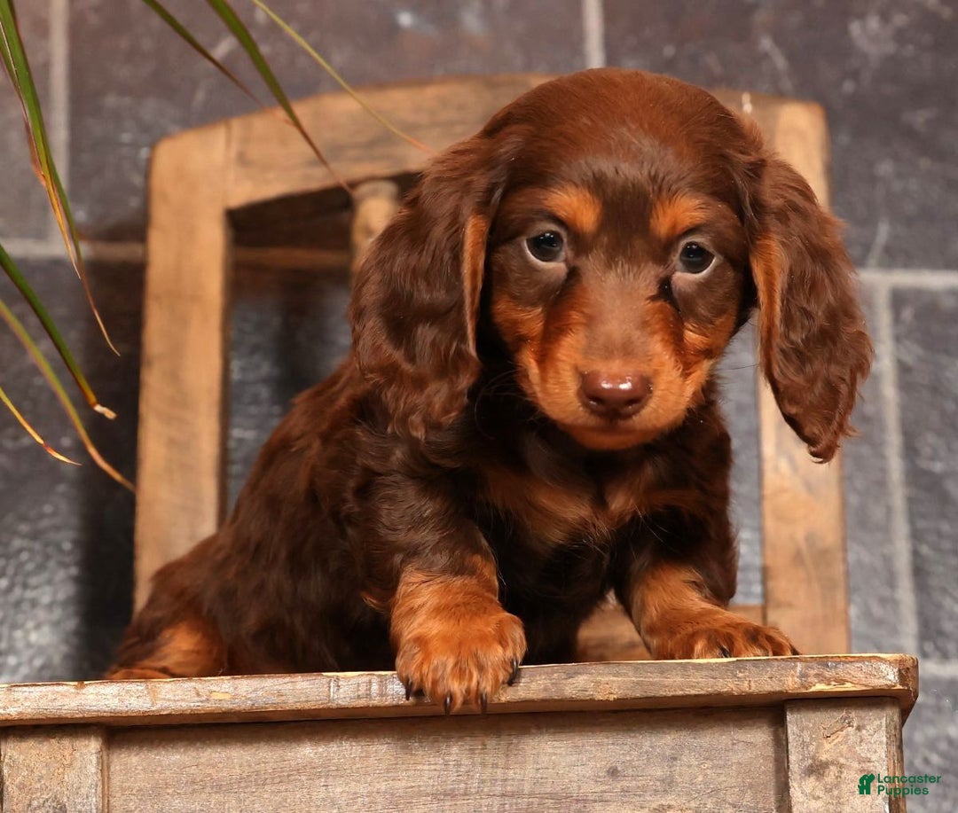 Miniature Dachshund dogs for sale: Teddy - Ad 1