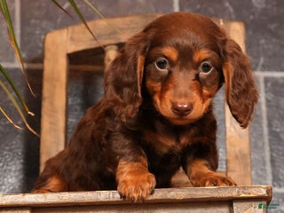 Miniature Dachshund dogs Teddy - Ad 26
