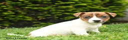 Jack Russell Terrier dogs for sale: Barbie - Ad 3