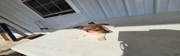Chihuahua dogs for sale: Charlie - Ad 7
