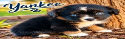 Miniature Australian Shepherd dogs for sale: Yankee - Ad 1
