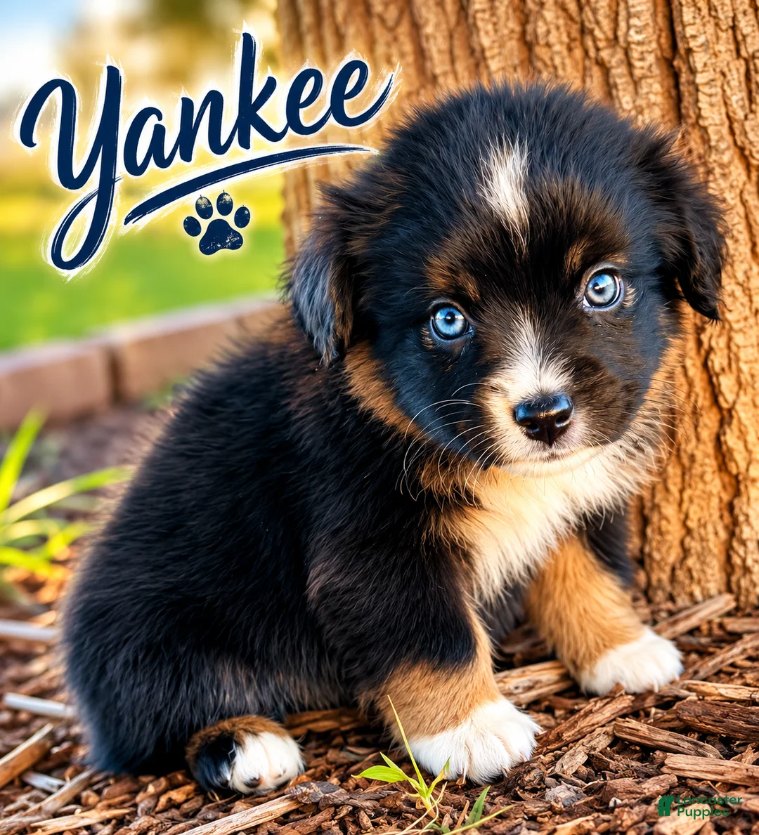 Miniature Australian Shepherd dogs for sale: Yankee - Ad 1