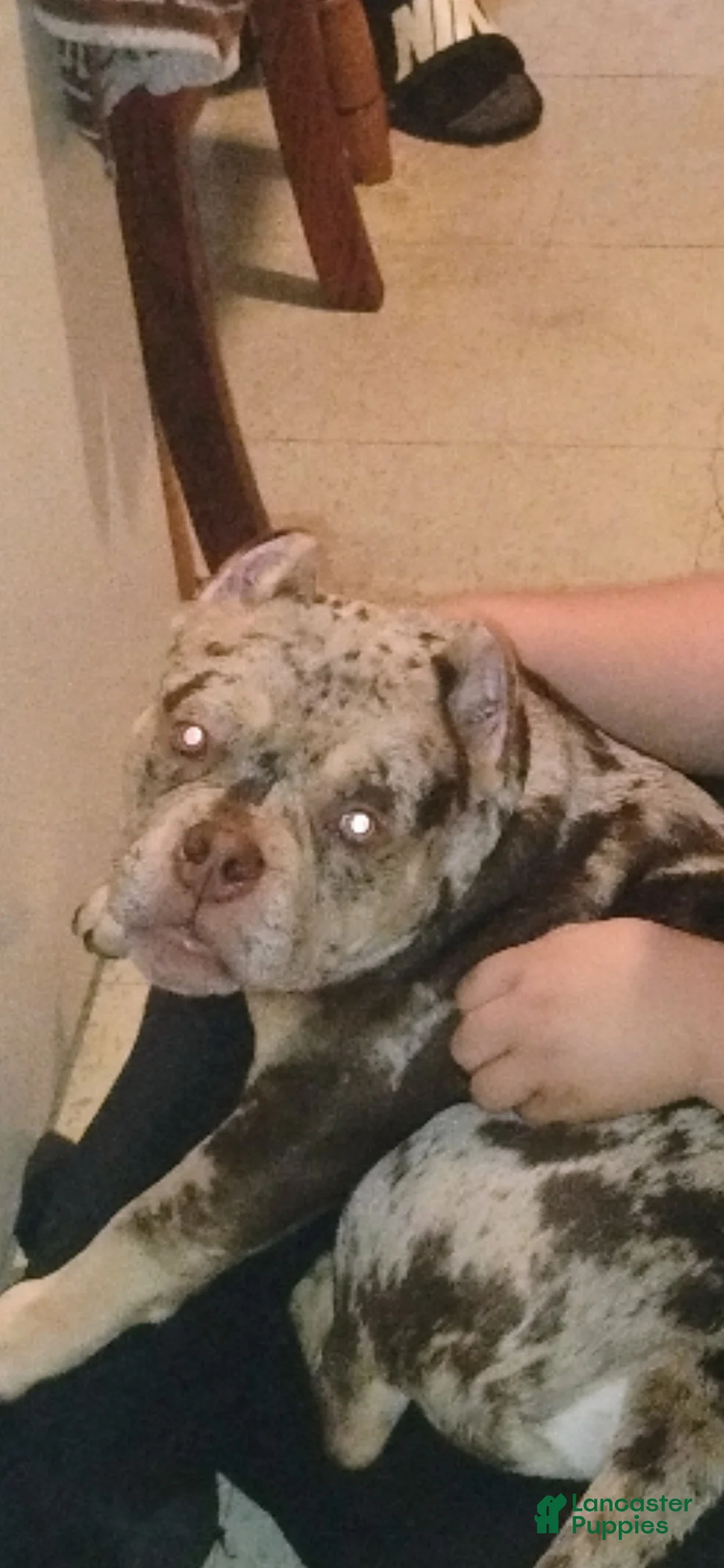 American Bully dogs for sale: American Bully 1 - Ad 2