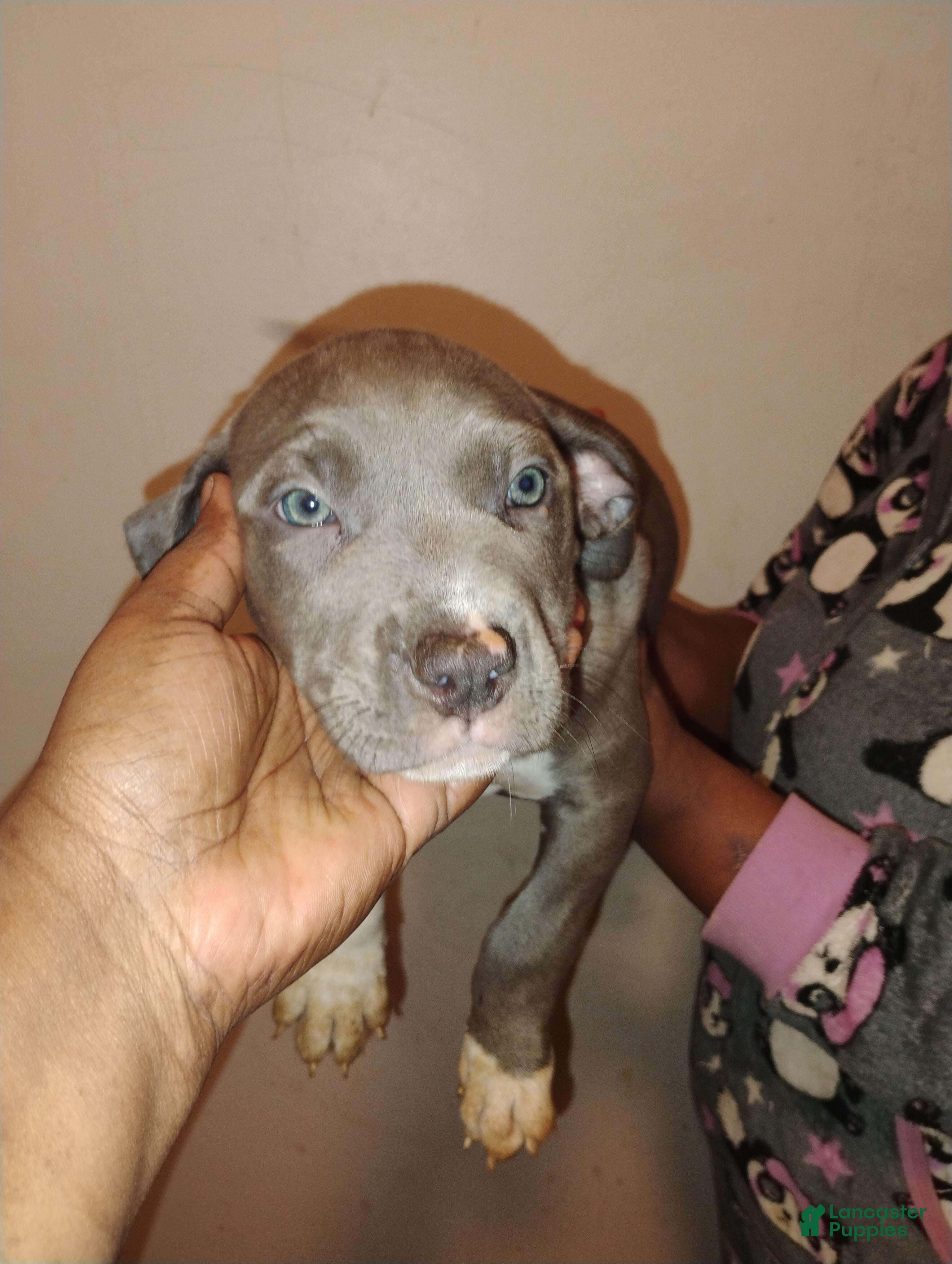 Mixed Breed dogs Snickers  - Ad 15