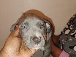 Mixed Breed dogs Snickers - Ad 18