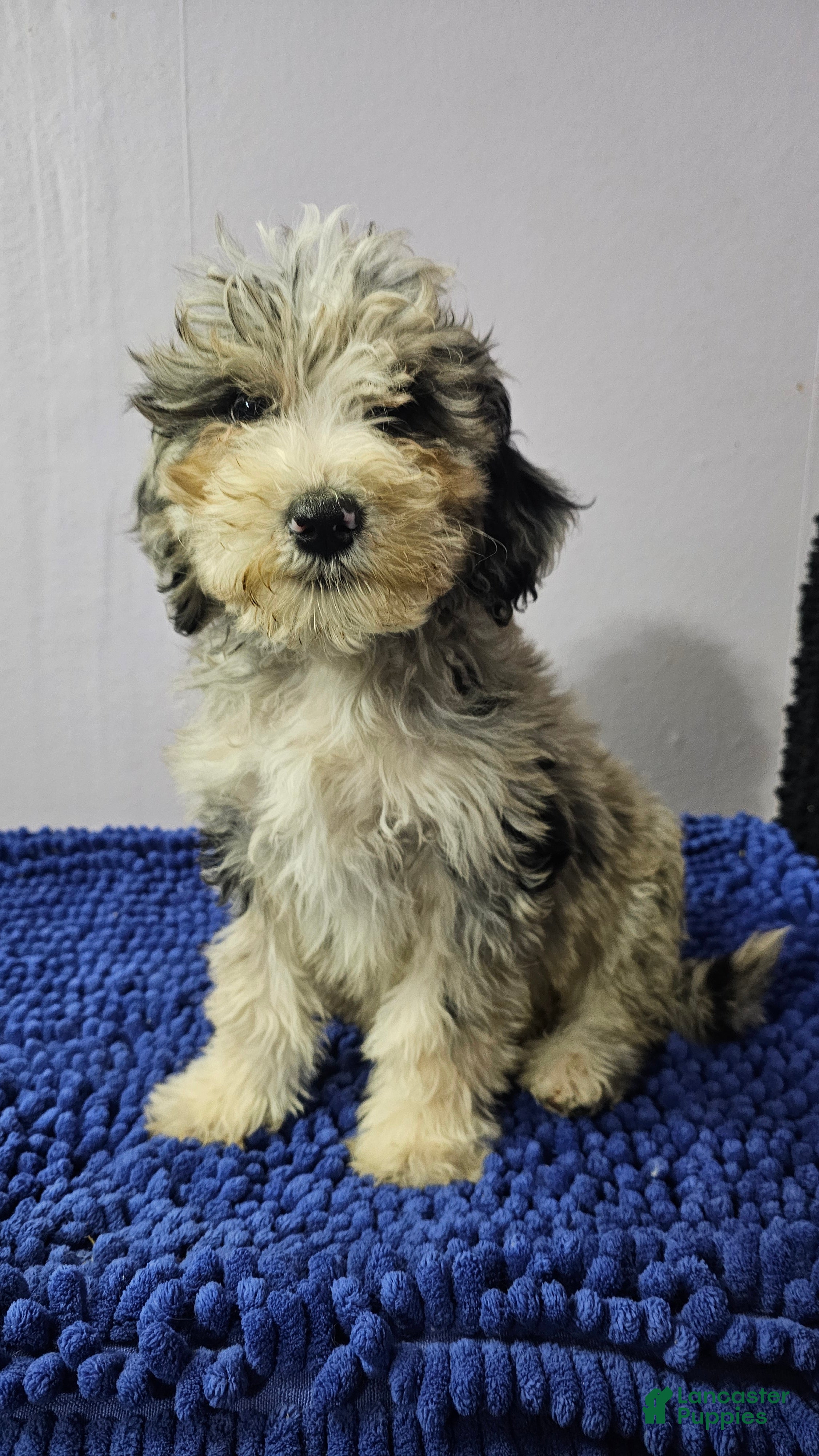 Sheepadoodle dogs Blue collar boy Sheepadoodle  - Ad 16