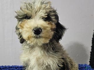 Sheepadoodle dogs Blue collar boy Sheepadoodle - Ad 25