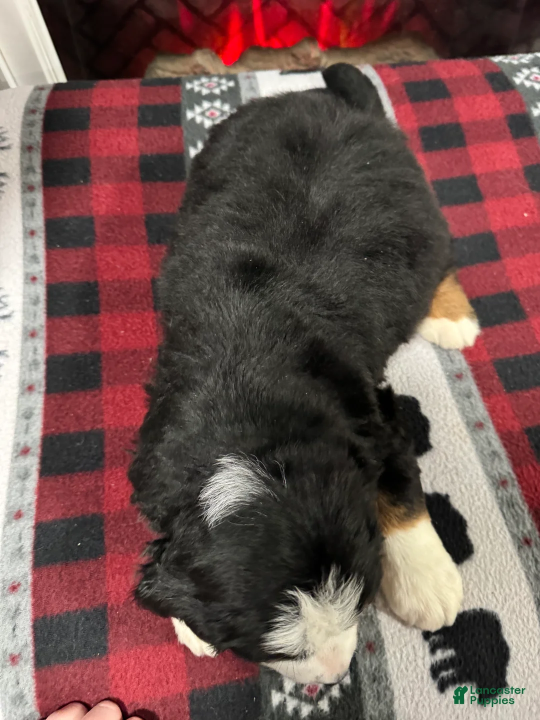 Bernese Mountain Dog dogs for sale: Chance - Ad 5