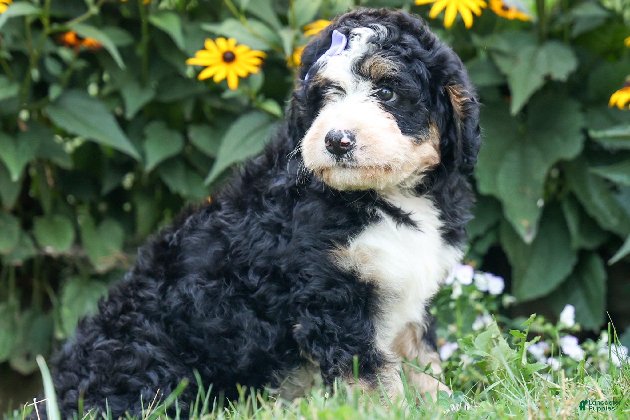Bernedoodle dogs  Darla   - Ad 2