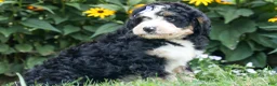 Bernedoodle dogs for sale:  Darla   - Ad 2