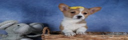 Welsh Corgi Pembroke dogs for sale: Monty - Ad 6