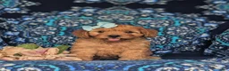 Cavapoo dogs for sale: Tori - Ad 4