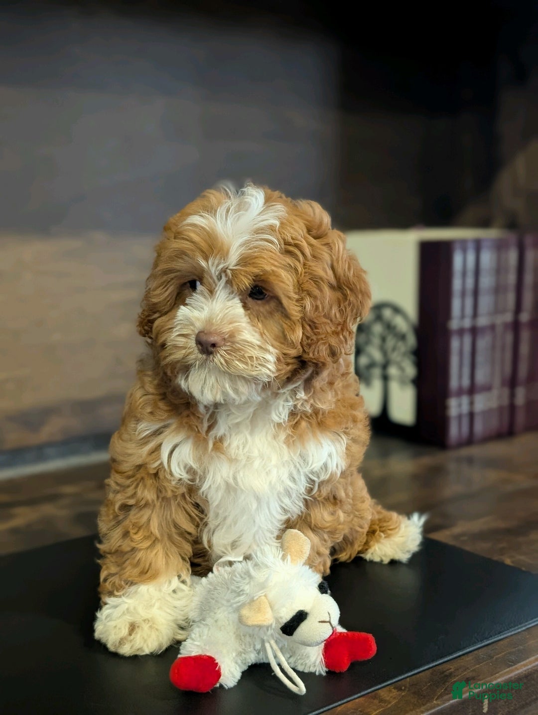 Cavapoo dogs for sale: Sally Sue - Ad 4
