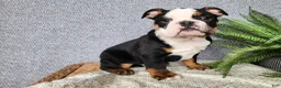 English Bulldog dogs for sale: Easton - Ad 11