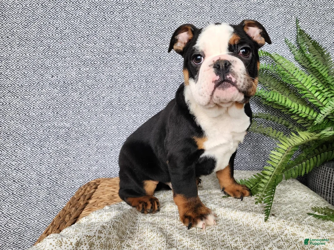 English Bulldog dogs for sale: Easton - Ad 11