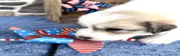 Great Pyrenees dogs for sale: AKC Cheyenne - Ad 2