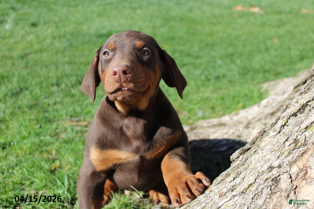 Doberman Pinscher dogs Rascal - Ad 2