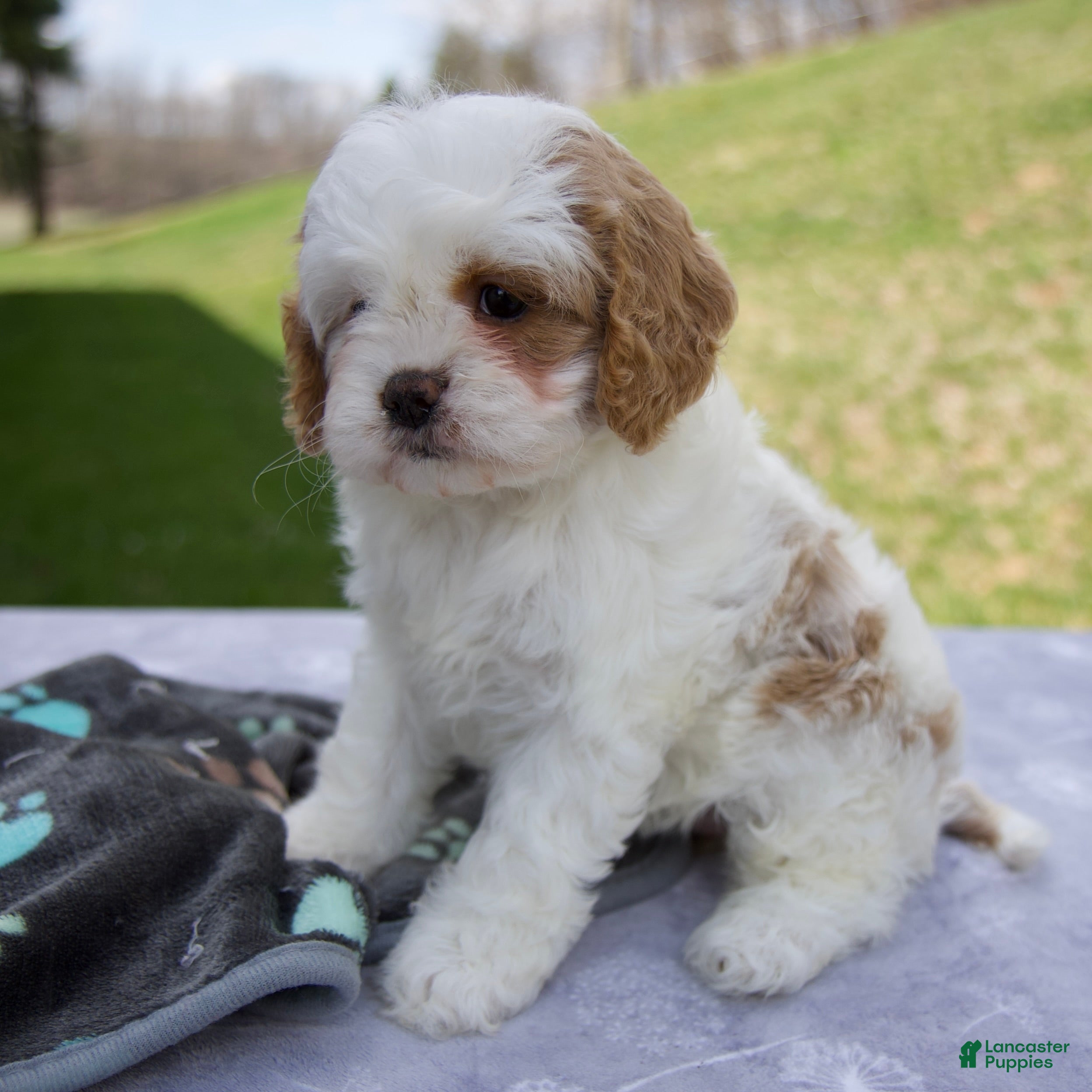 Cavapoo dogs Bella - Ad 2