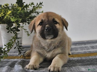 Mixed Breed dogs Gloria - Ad 9