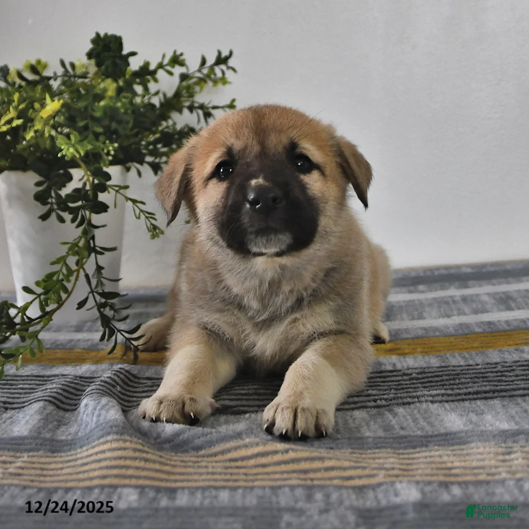 Mixed Breed dogs for sale: Gloria - Ad 6
