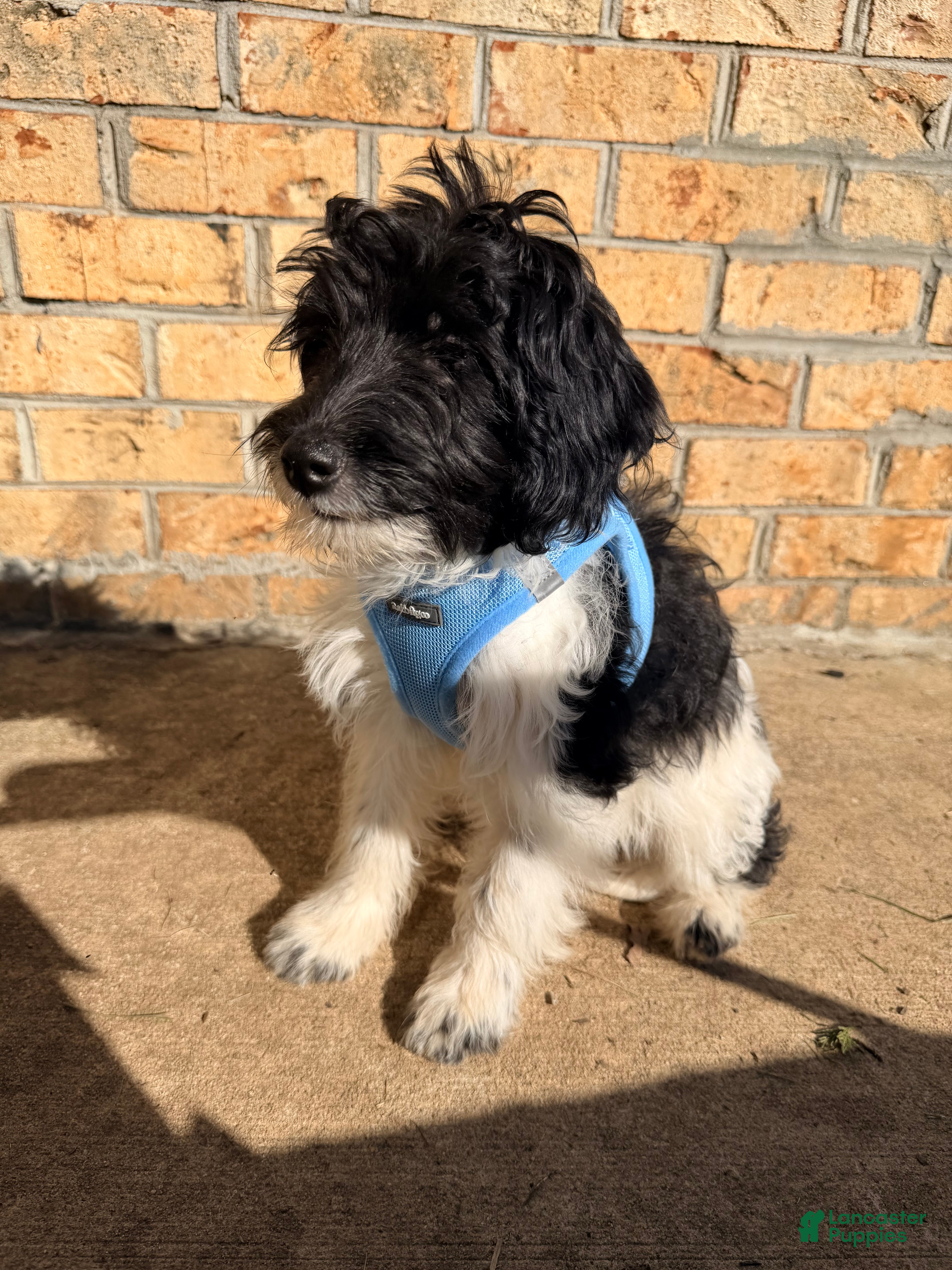 Sheltiedoodle dogs for sale: Nono - Ad 2