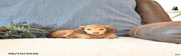 Miniature Dachshund dogs for sale: Sadie - Ad 4