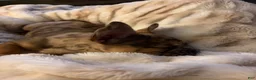French Bulldog dogs for sale: Mocha Latte  - Ad 5
