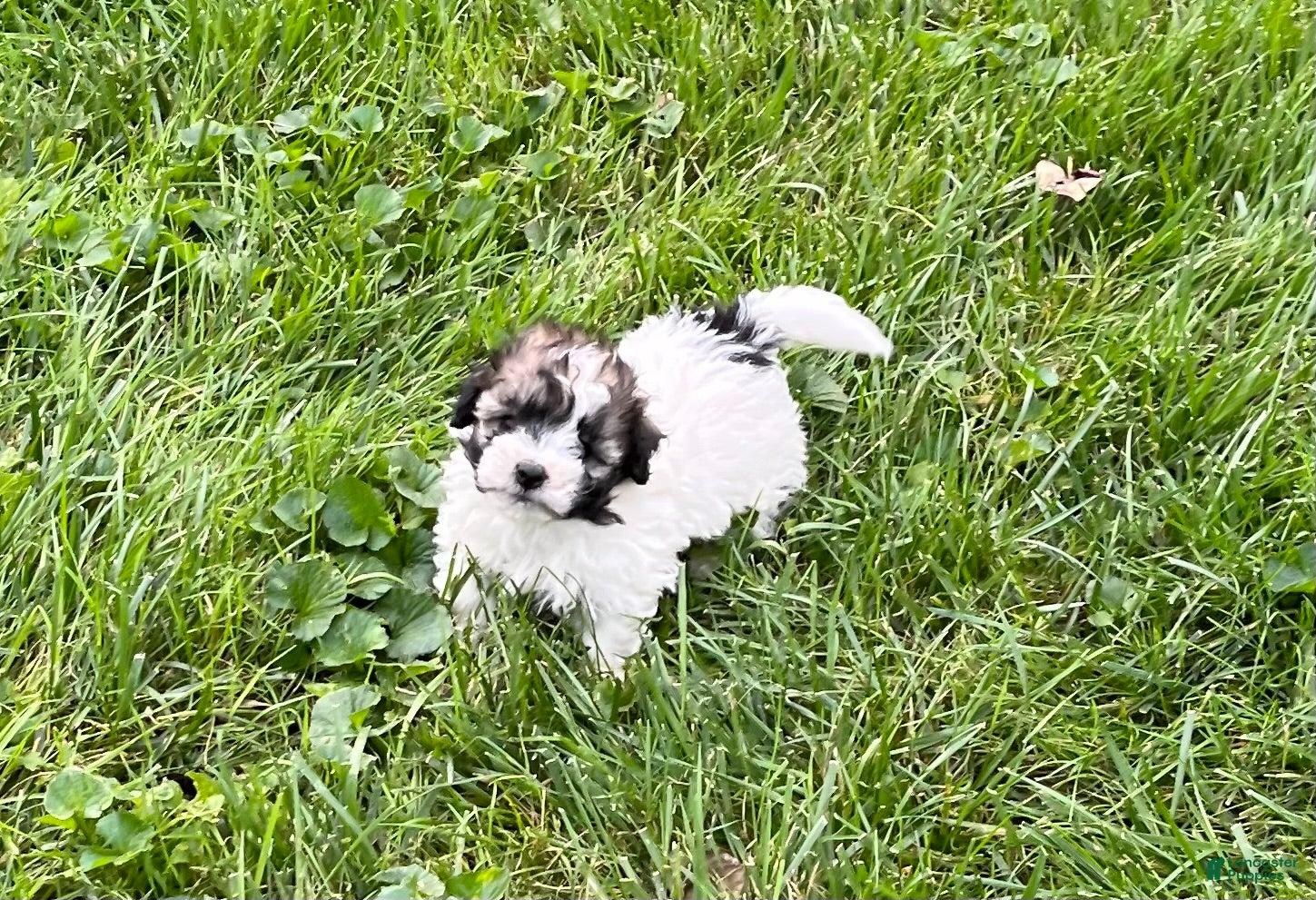 Mixed Breed dogs Teddy - Ad 2