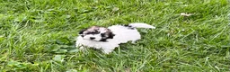 Mixed Breed dogs for sale: Teddy - Ad 2