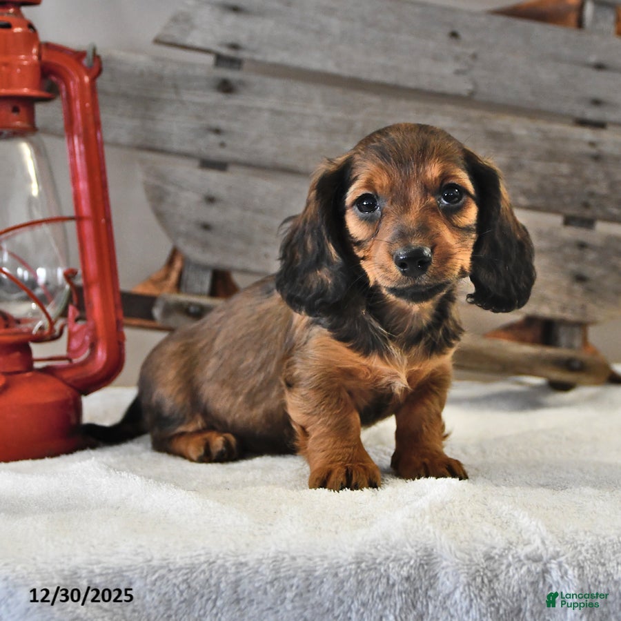 Miniature Dachshund dogs Rusty - Ad 34