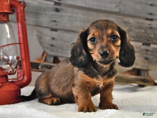 Miniature Dachshund dogs Rusty - Ad 41