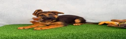 German Shepherd dogs for sale: Odelia - Ad 6