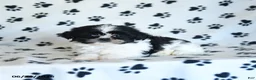 Shih Tzu dogs for sale: Kolby - Ad 4