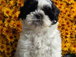 Shihpoo dogs - Ad 35