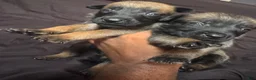 Belgian Malinois dogs for sale: Belgian Malinois 4 - Ad 8