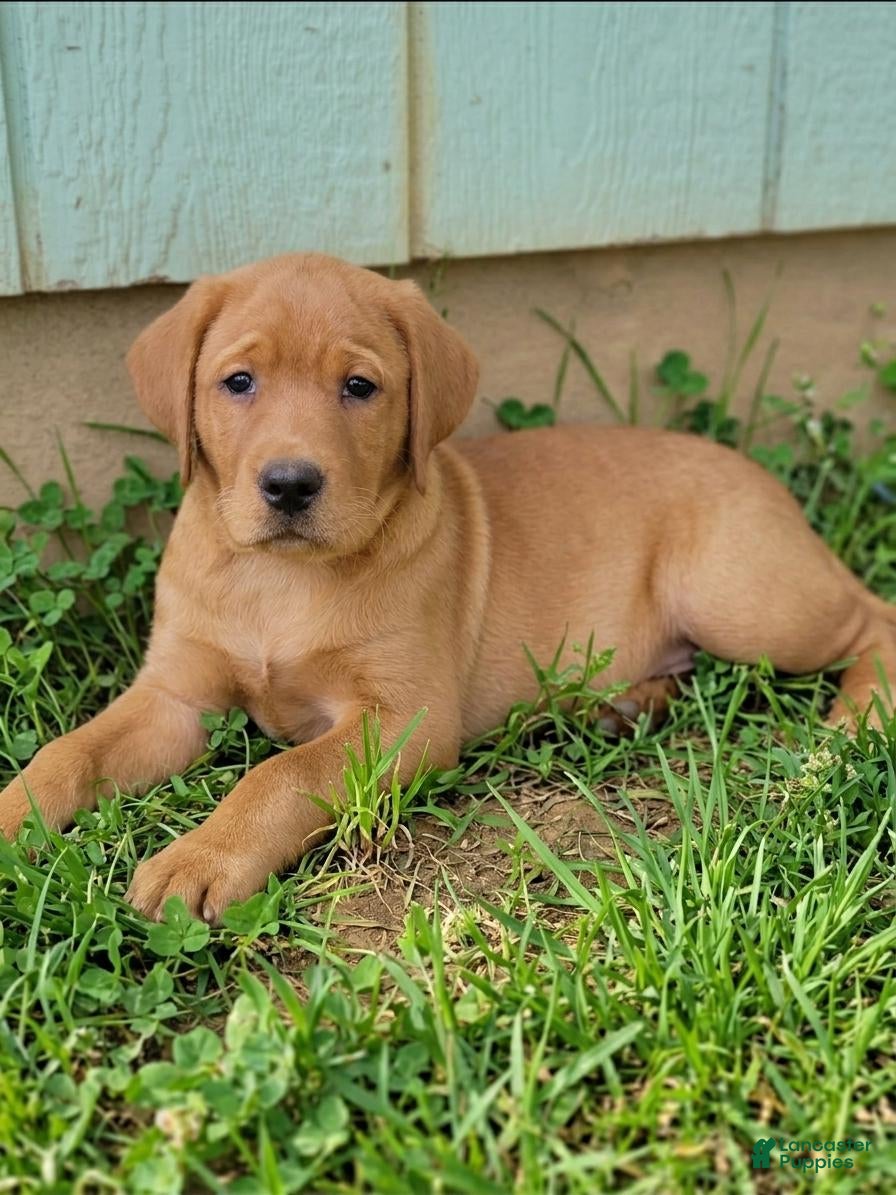Labrador Retriever dogs for sale: Chubba (aqua collar) - Ad 1