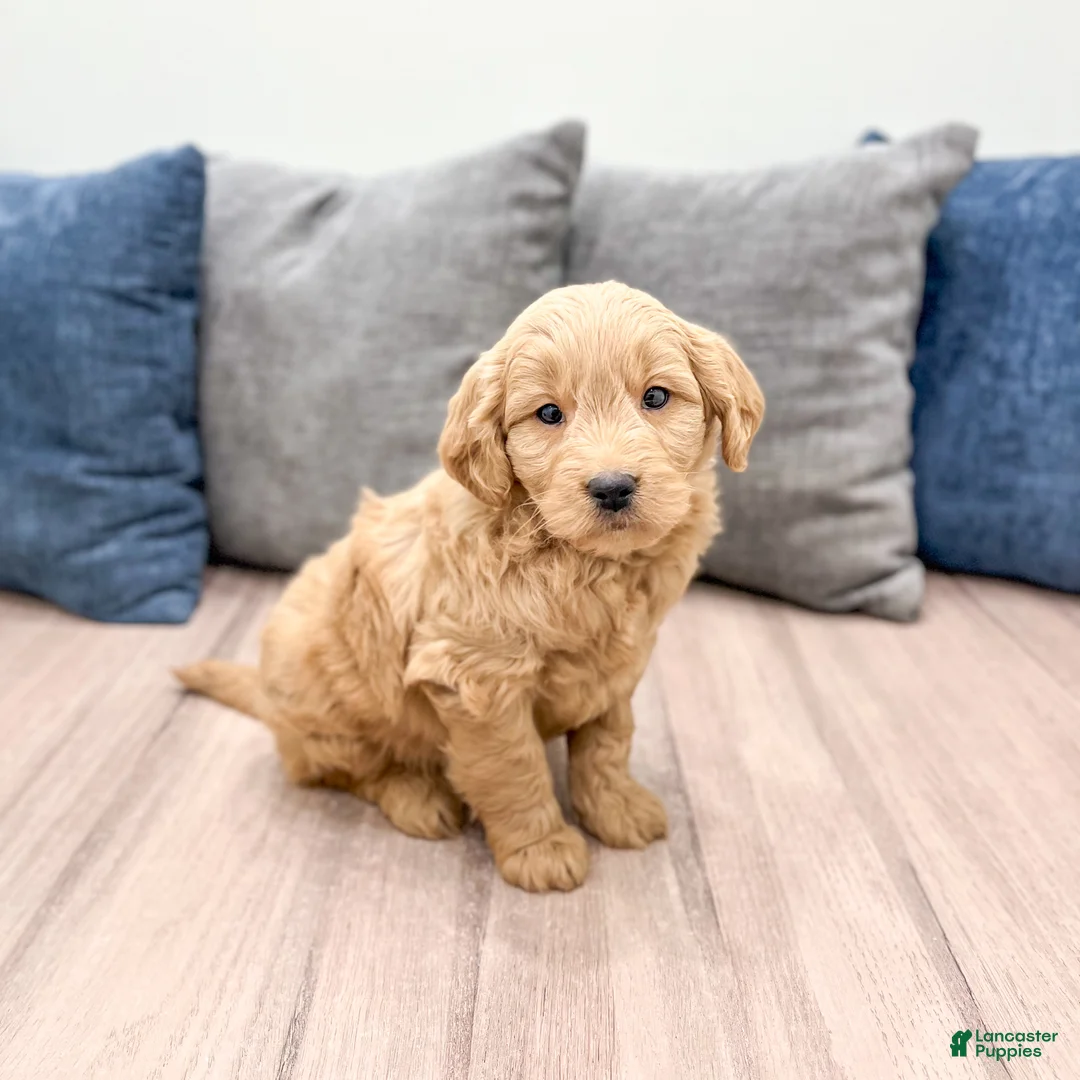 Mini Goldendoodle dogs for sale: River - Ad 4