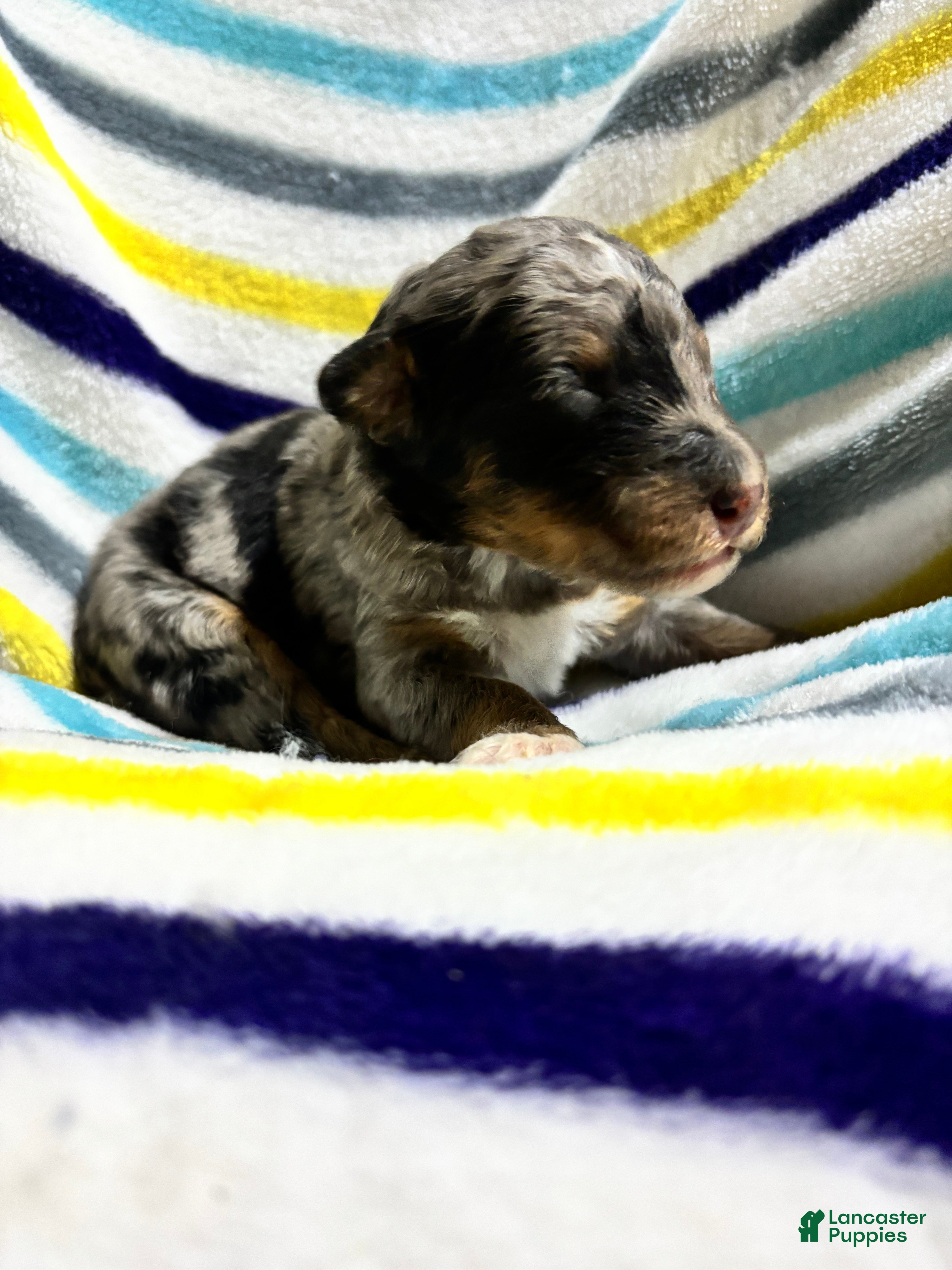 Aussiedoodle dogs Aussiedoodle 3 - Ad 1
