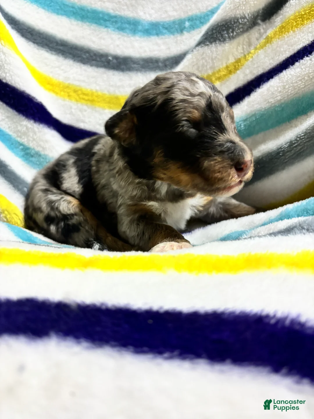 Aussiedoodle dogs for sale: Aussiedoodle 3 - Ad 1