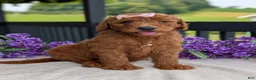 Goldendoodle dogs for sale: Miss Emmie - Ad 19