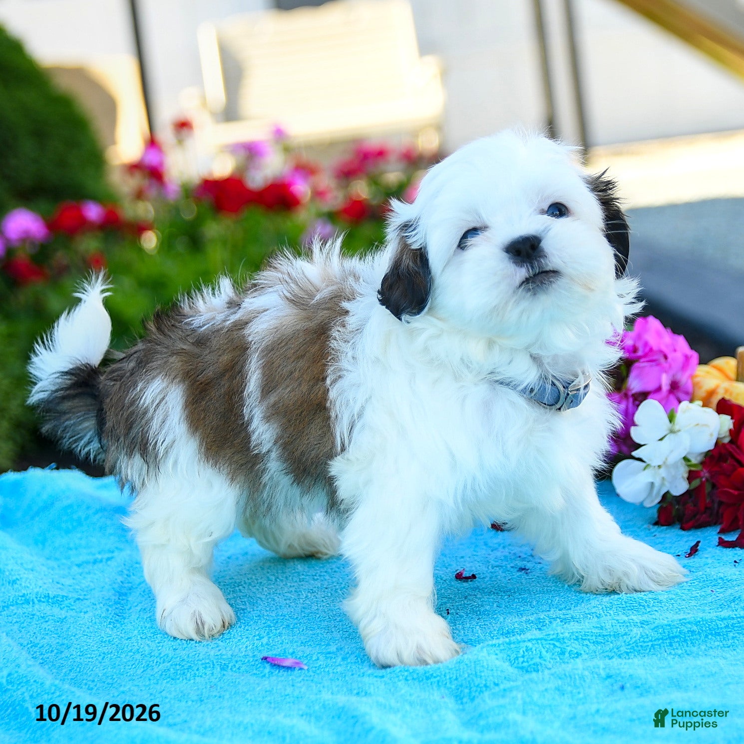 Shih Tzu dogs Alice - Ad 2
