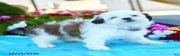 Shih Tzu dogs for sale: Alice - Ad 2