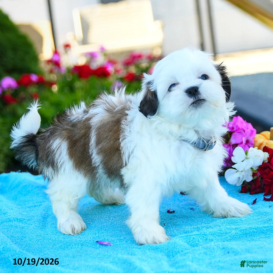 Shih Tzu dogs for sale: Alice - Ad 2