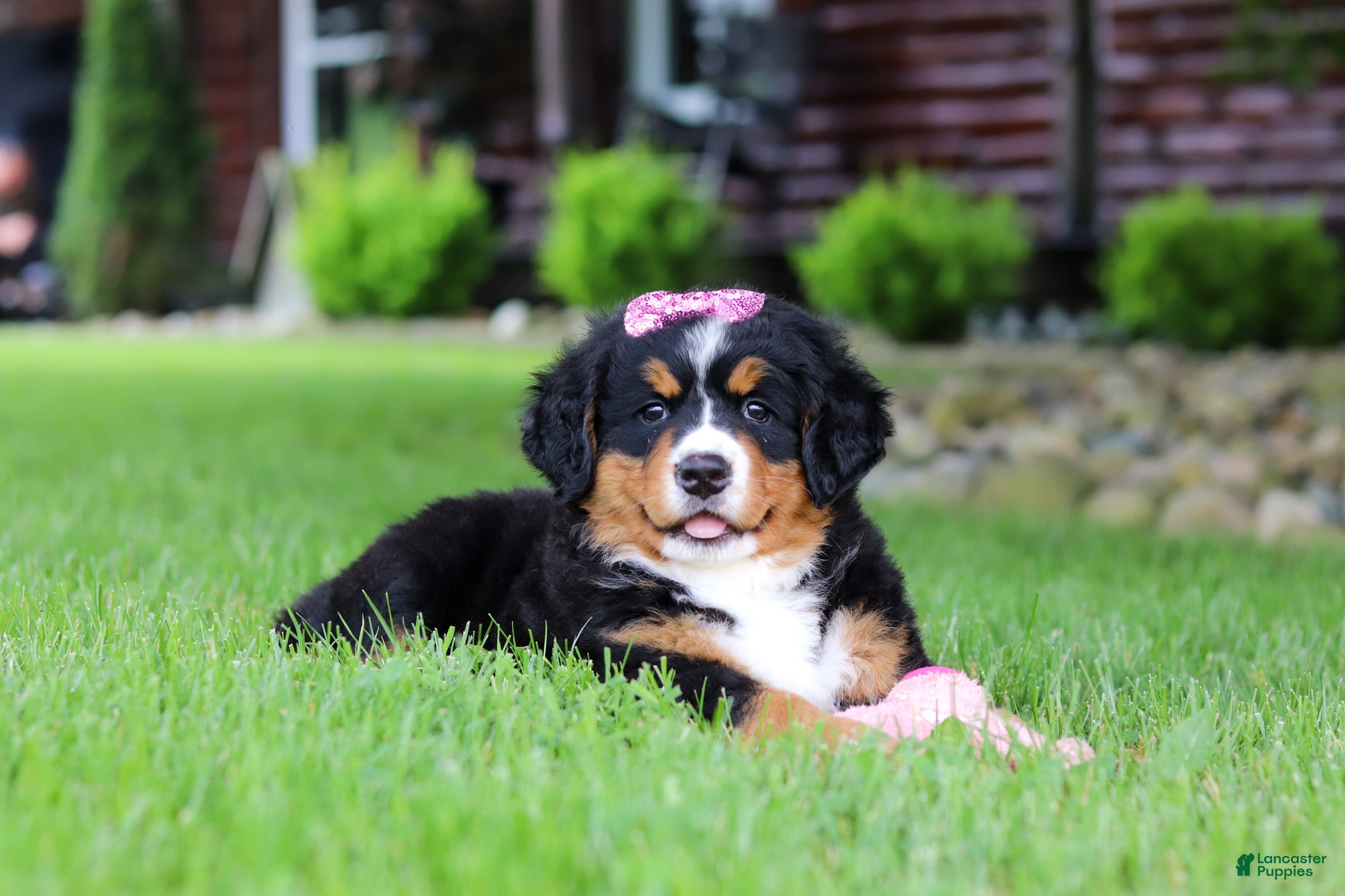 Bernese Mountain Dog dogs Suzie - Ad 2