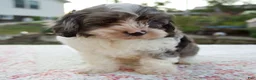 Cavapoo dogs for sale: Queenie - Ad 6