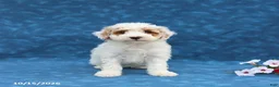 Mini Goldendoodle dogs for sale: Pansy - Ad 4