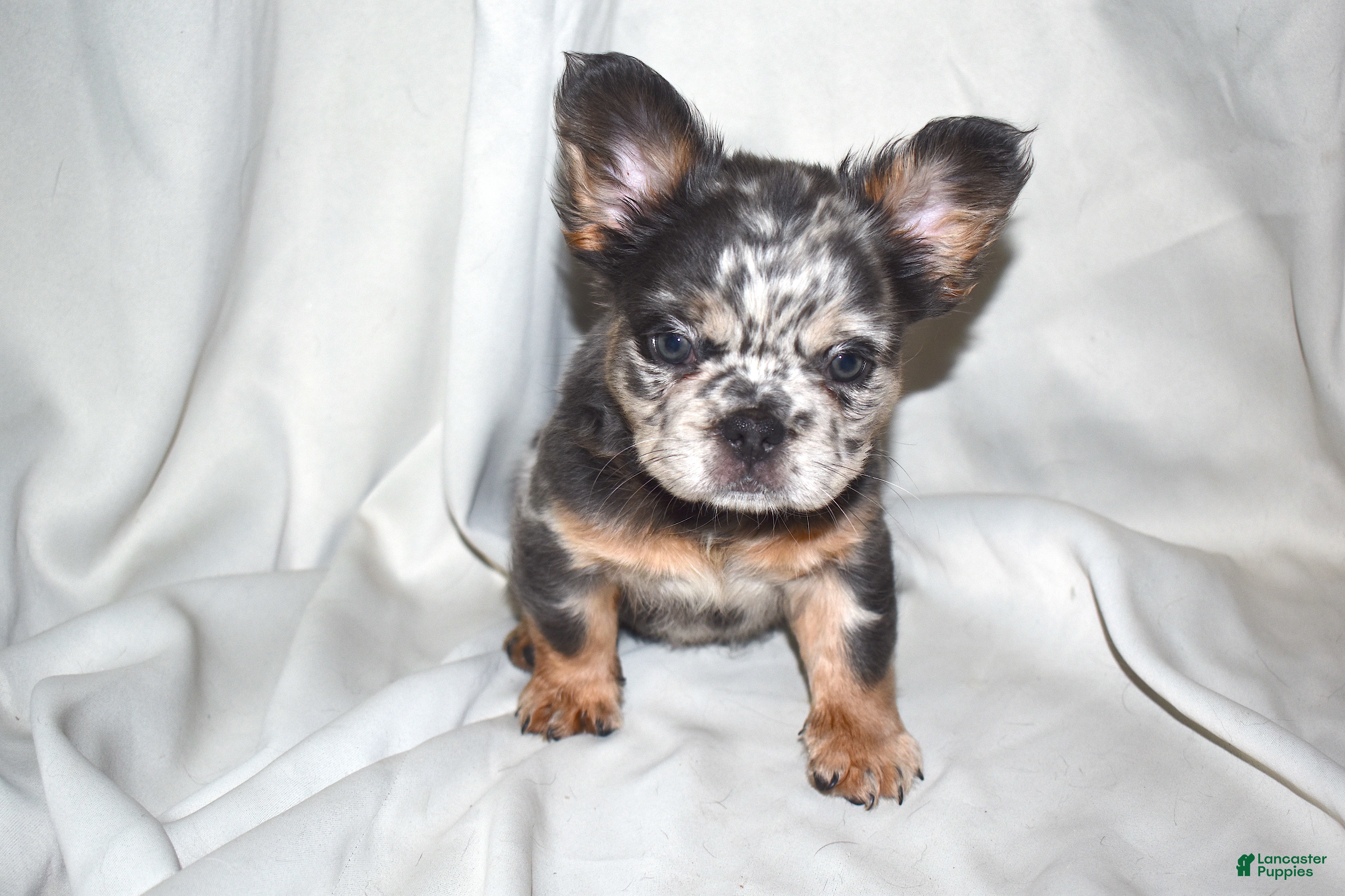 French Bulldog dogs Fluffy Merle French Bulldog  - Ad 23