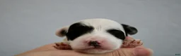 Mini Goldendoodle dogs for sale: Wade - Ad 1