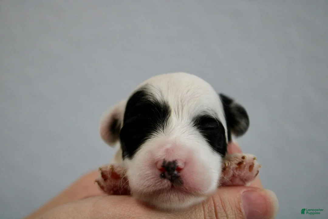 Mini Goldendoodle dogs for sale: Wade - Ad 1