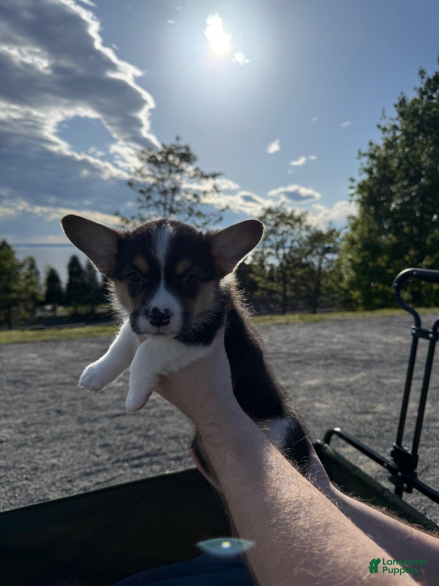 Welsh Corgi Pembroke dogs Male Welsh Corgi Pembroke Puppy - Black/ Tri - Ad 2
